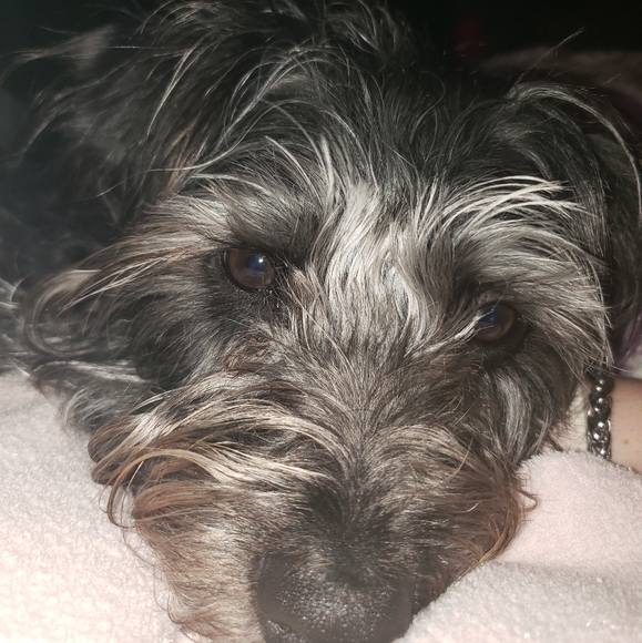 Ollie - Picture 4 of 4